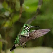 Green-crowned Brilliant