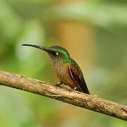 Fawn-breasted Brilliant