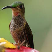 Fawn-breasted Brilliant