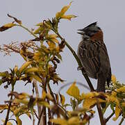 Rufous-collared Sparrow