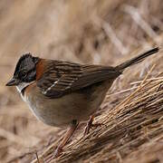 Rufous-collared Sparrow