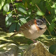 Rufous-collared Sparrow