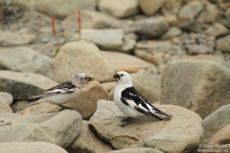 Snow Bunting