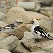 Snow Bunting