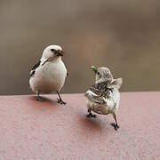 Snow Bunting