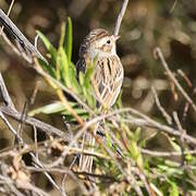 Chipping Sparrow