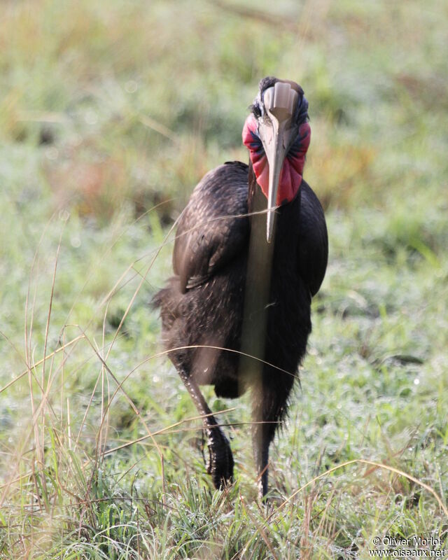 Abyssinian Ground Hornbill male