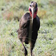 Abyssinian Ground Hornbill