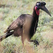 Abyssinian Ground Hornbill