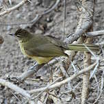 Bulbul à poitrine jaune