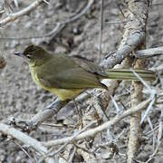 Yellow-bellied Greenbul