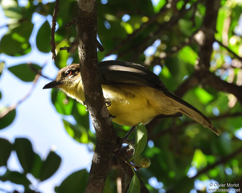 Yellow-bellied Greenbul