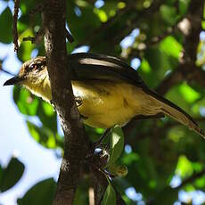 Bulbul à poitrine jaune