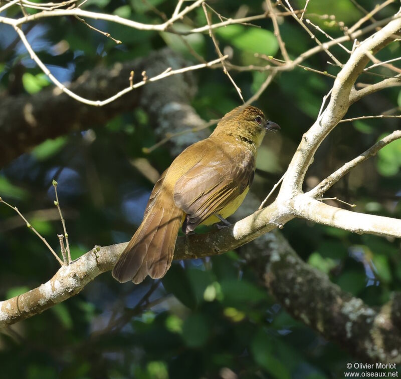 Yellow-bellied Greenbul