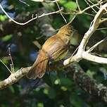 Bulbul à poitrine jaune