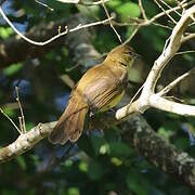 Yellow-bellied Greenbul