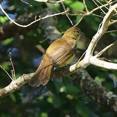 Bulbul à poitrine jaune