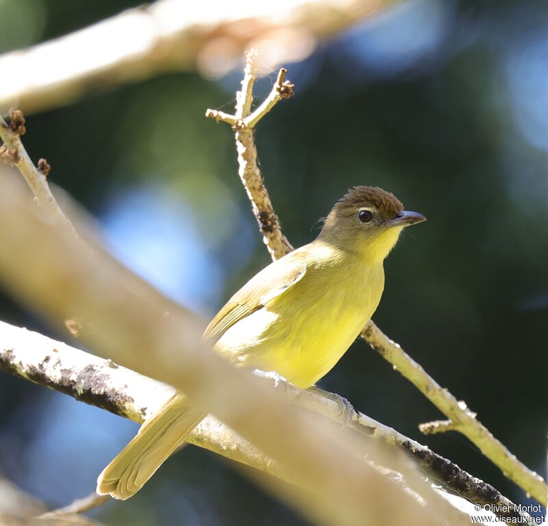 Bulbul à poitrine jaune