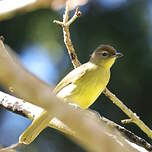 Bulbul à poitrine jaune