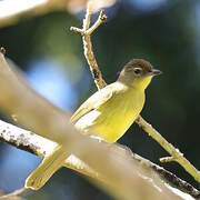 Yellow-bellied Greenbul