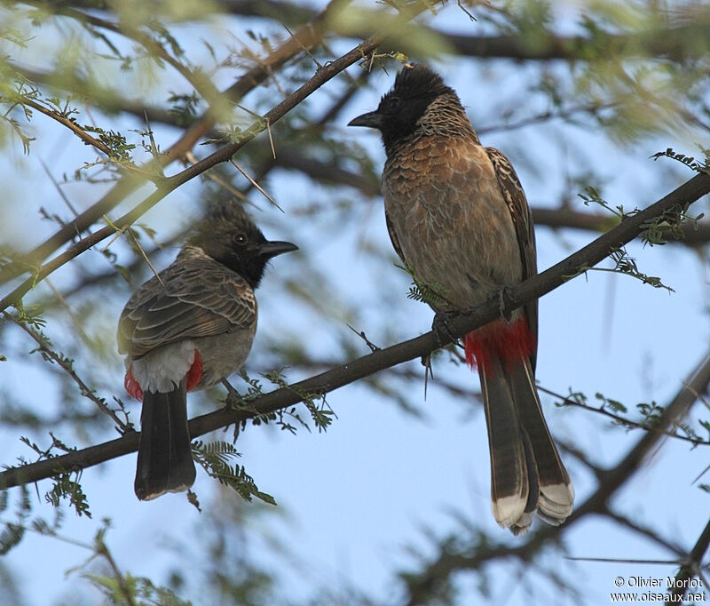 Red-vented Bulbul