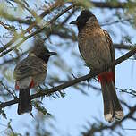 Bulbul à ventre rouge