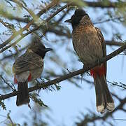 Bulbul à ventre rouge