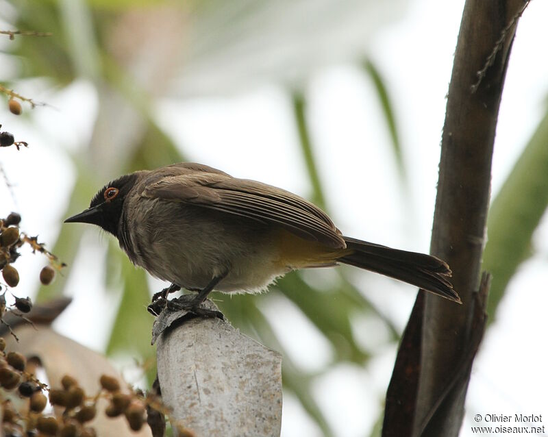 African Red-eyed Bulbul