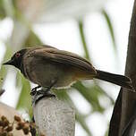 Bulbul brunoir