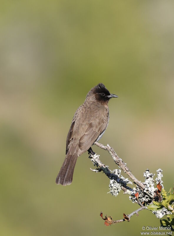 Bulbul des jardins