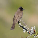 Bulbul des jardins