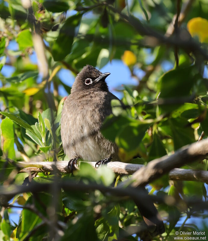 Cape Bulbul