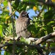 Bulbul du Cap