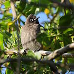 Bulbul du Cap