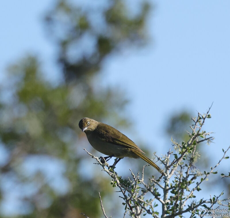 Bulbul importun