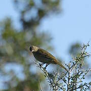 Sombre Greenbul