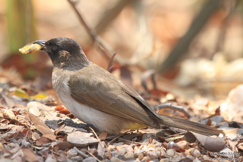 Bulbul tricolore