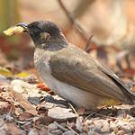 Bulbul tricolore