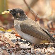 Bulbul tricolore