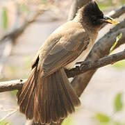 Dark-capped Bulbul