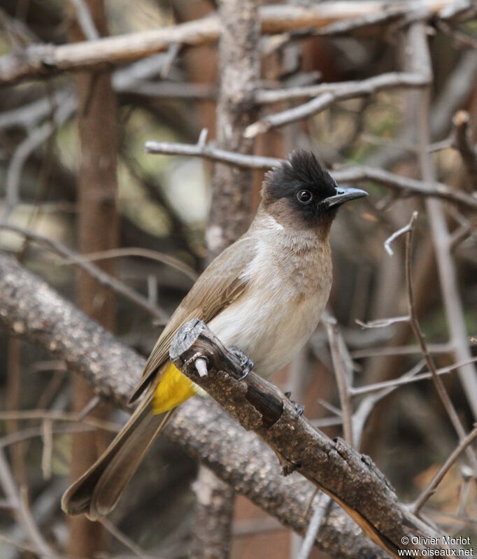 Dark-capped Bulbul