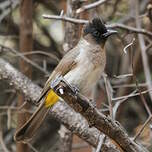 Bulbul tricolore