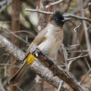 Dark-capped Bulbul