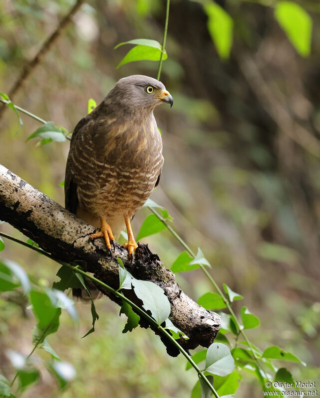 Roadside Hawk