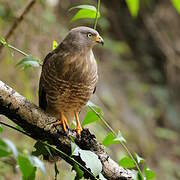 Roadside Hawk