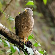 Roadside Hawk