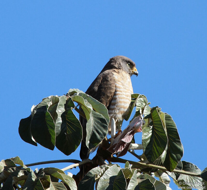 Buse à gros becjuvénile