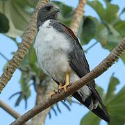 White-tailed Hawk