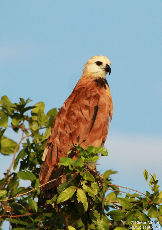 Black-collared Hawk