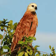 Black-collared Hawk